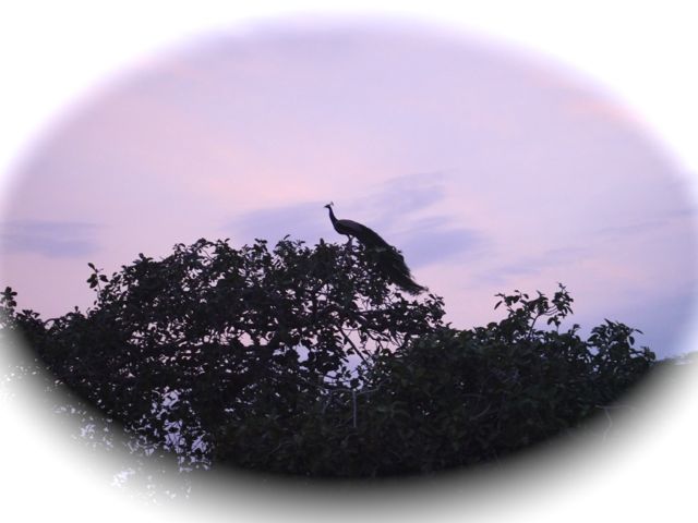 The resident peacocks in Bari Khatu Ashram also enjoy the evening atop the Banyan tree